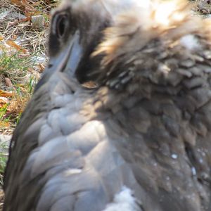 Guess the Species (but seriously, what is this?)