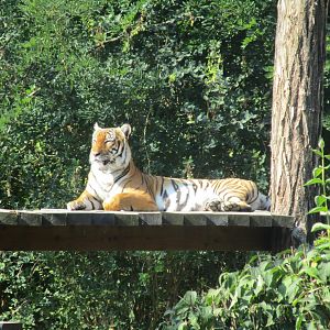 Tiger - Cat Pavilion