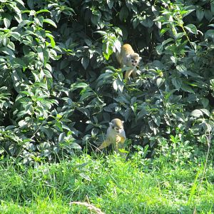 Common squirrel monkeys
