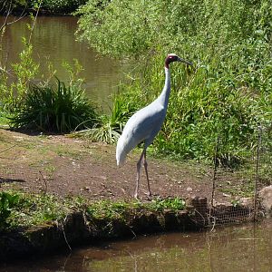 Sarus crane, May 2017