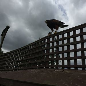 Harris Hawk