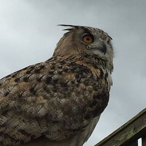 Turkmenian Eagle Owl
