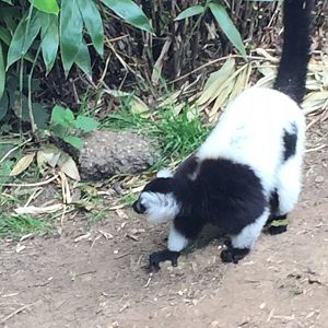 Black and White Ruffed Lemur
