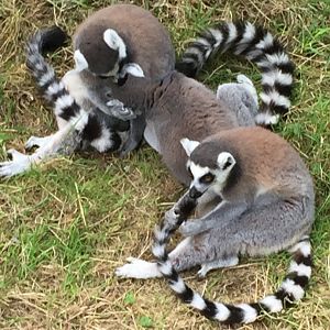 Ring-tailed Lemurs