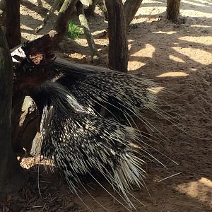 Crested Porcupine