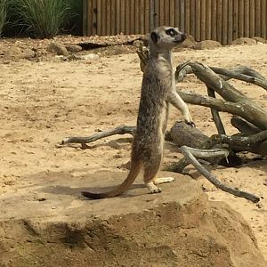Meerkat