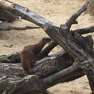 Yellow Mongoose