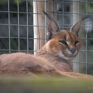 Caracal : Wingham : 06 May 2017