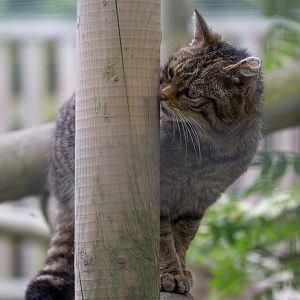 Scottish wildcat : Wingham : 06 May 2017