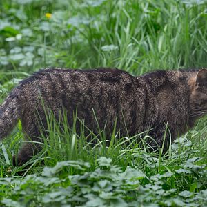 Scottish wildcat : Wingham : 06 May 2017