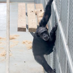 Common chimpanzee : Wingham : 06 May 2017