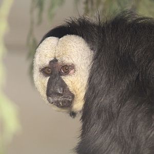 White-Faced Saki