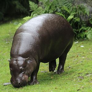Pygmy Hippopotamus
