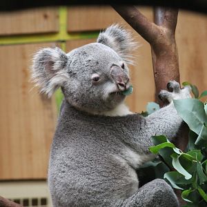 Queensland Koala