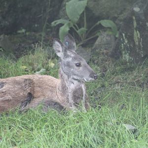 Siberian Musk-Deer