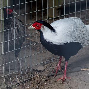 Silver pheasant, Nepal kalij pheasant : Wingham : 06 May 2017