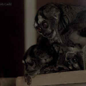 Spix's night monkey : Wingham : 06 May 2017