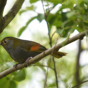 Mount Omei Babbler