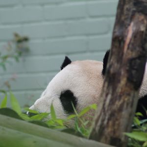 Giant Panda