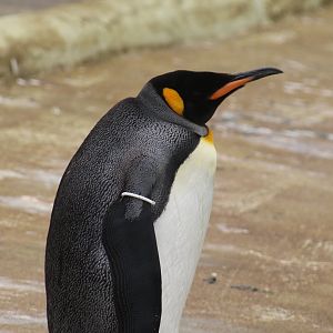King Penguin