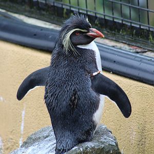 Northern Rockhopper Penguin