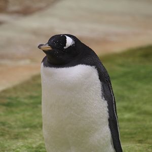 Gentoo Penguin