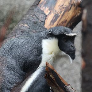 Diana Monkey