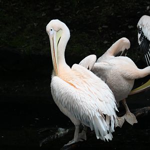 Pink Great White Pelican