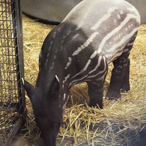 Malayan Tapir Calf
