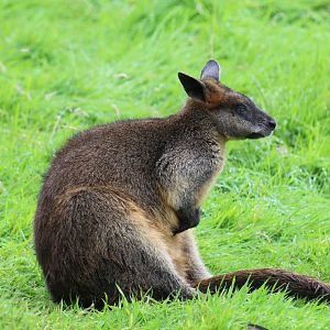 Swamp Wallaby