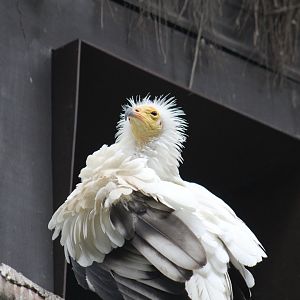 Western Egyptian Vulture