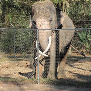 Luke Playing With Log November 2010
