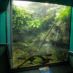 May. 2017 - World Rivers - MataMata Exhibit