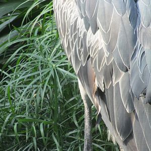 Guess the species #2