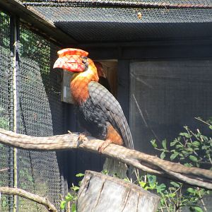 Northern Rufous Hornbill