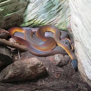 Northern White-lipped Python