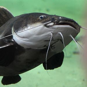 Red-tailed giant catfish