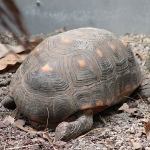 Red-footed tortoise