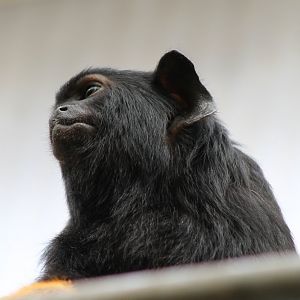 Golden-handed tamarin
