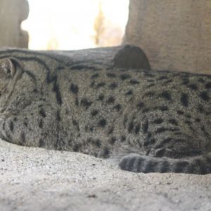 Fishing cat