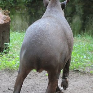 Lowland tapir