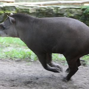 Lowland tapir