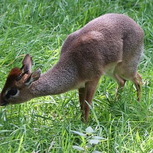 Kirk's dikdik