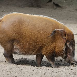 Red river hog
