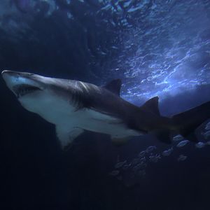 May. 2017 - Surrounded By Sharks - Sandtiger Shark