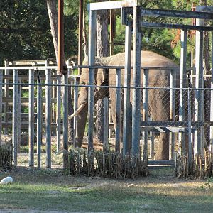 Prince Closeup November 2010
