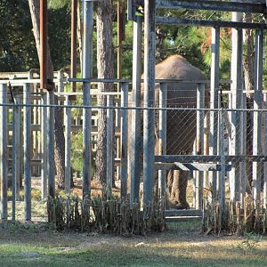 Prince Closeup Rear View 1 November 2010