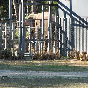 Prince Closeup Rear View 2 November 2010