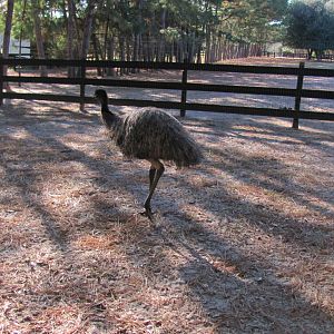 Peepers November 2010