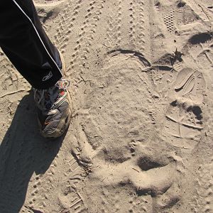 Roxy's Footprint November 2010